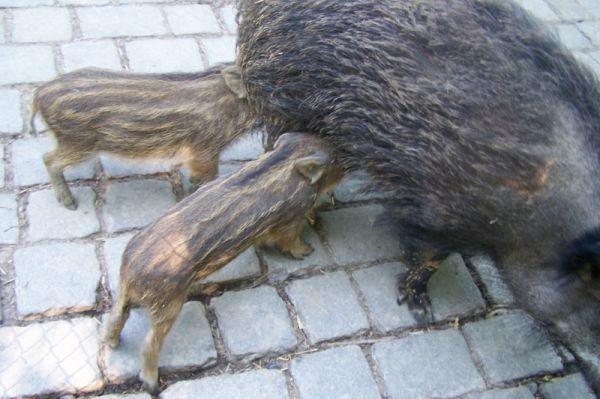 Wildschweinbabies1
