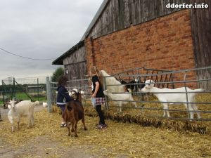 Tiere auf dem Streichelbauernhof: Ziegen und Kinder