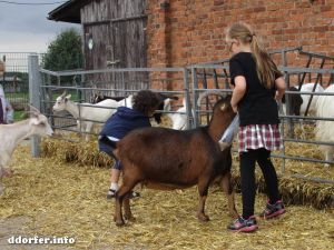 Tiere auf dem Streichelbauernhof: Kinder füttern Ziegen