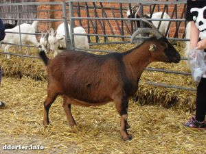 Tiere auf dem Streichelbauernhof: Ziegen füttern
