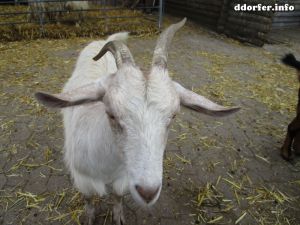 Kinderbauernhof Düsseldorf: Weiße Ziege