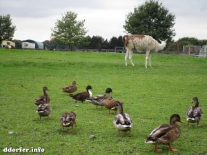 Kinderbauernhof Düsseldorf: Lama und Enten