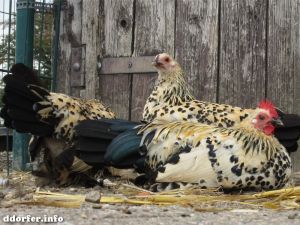 Gut Grütersaap Streichelbauernhof: Mehrere Hühner