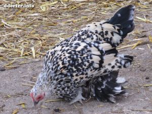 Gut Grütersaap Streichelbauernhof: Puscheliges Huhn