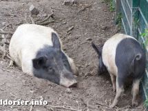 Schweine im Streichelzoo Südpark